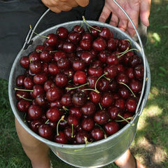🍒Sweet cherry tree seeds🍒 + Organic Pot Mix Free