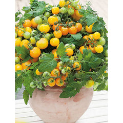 ๐
๐
Potted Dwarf Tomato Seeds + Organic Pot Mix Free ๐