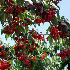 🍒Sweet cherry tree seeds🍒 + Organic Pot Mix Free