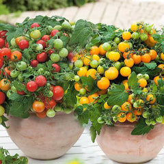 ๐
๐
Potted Dwarf Tomato Seeds + Organic Pot Mix Free ๐