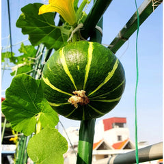 🎃 Beibei Pumpkin Seeds | 🔥Buy 1 Get 1 Free🔥