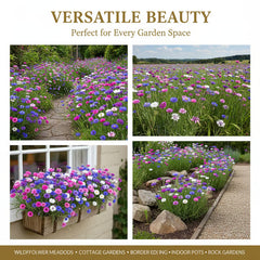 🌱Premium Cornflower Seeds | 🔥Buy 1 Get 1 Free🔥