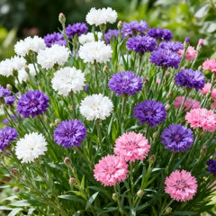🌱Premium Cornflower Seeds | 🔥Buy 1 Get 1 Free🔥