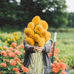 Teddy Bear Sunflower Seeds | 🔥Buy 1 Get 1 Free🔥