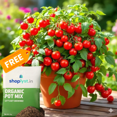 ๐
๐
Potted Dwarf Tomato Seeds + Organic Pot Mix Free ๐