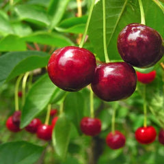 🍒Sweet cherry tree seeds🍒 + Organic Pot Mix Free