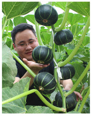 🎃 Beibei Pumpkin Seeds | 🔥Buy 1 Get 1 Free🔥