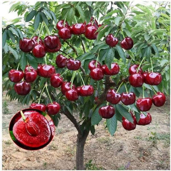 🍒Sweet cherry tree seeds🍒 + Organic Pot Mix Free
