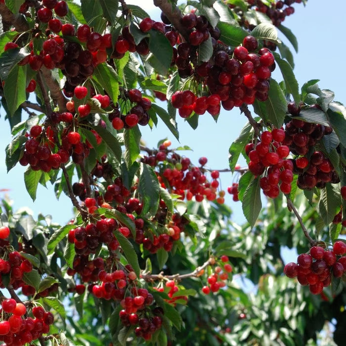 🍒Sweet cherry tree seeds🍒 + Organic Pot Mix Free