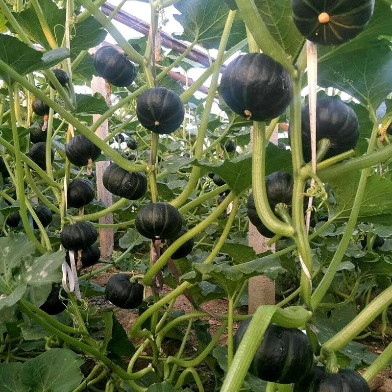 🎃 Beibei Pumpkin Seeds | 🔥Buy 1 Get 1 Free🔥