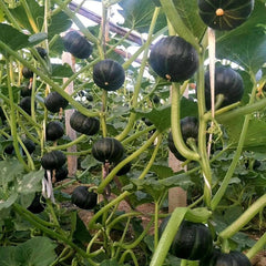 🎃 Beibei Pumpkin Seeds | 🔥Buy 1 Get 1 Free🔥