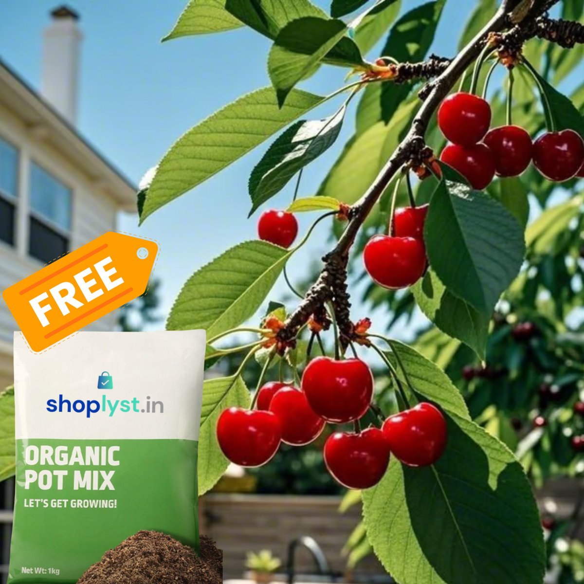 🍒Sweet cherry tree seeds🍒 + Organic Pot Mix Free