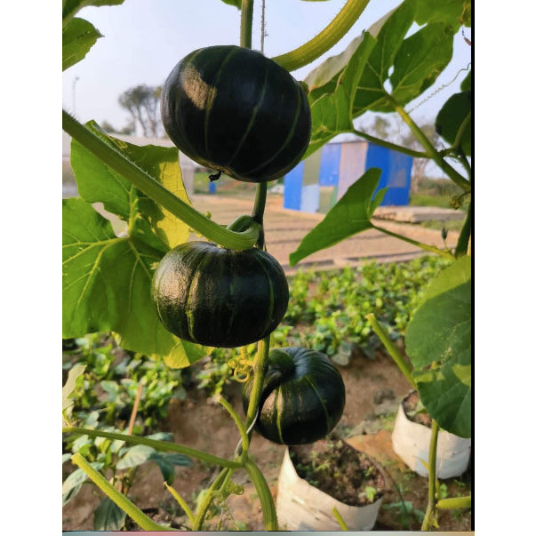 🎃 Beibei Pumpkin Seeds | 🔥Buy 1 Get 1 Free🔥