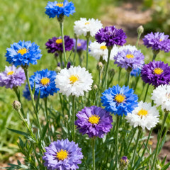 🌱Premium Cornflower Seeds | 🔥Buy 1 Get 1 Free🔥